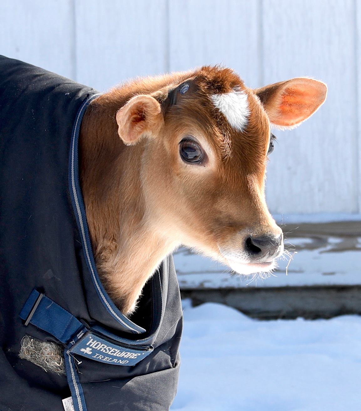 SquirrelWood Equine SanctuaryVeteran PTSD program HOME