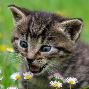 Show me your kitties's Avatar