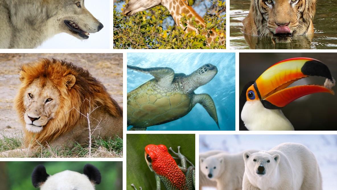 P2P for Animal Conservation (Billy TEST) - Campaign