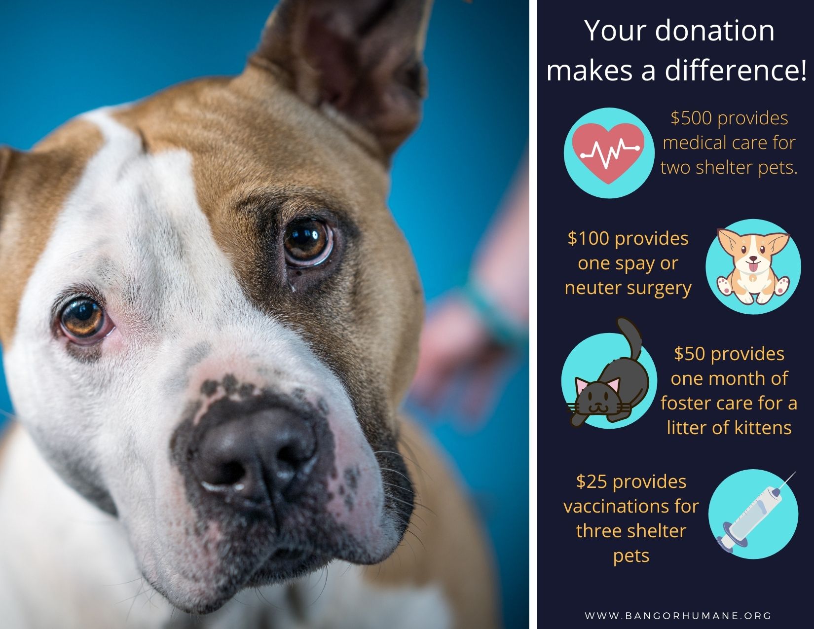 Donate to Bangor Humane Society