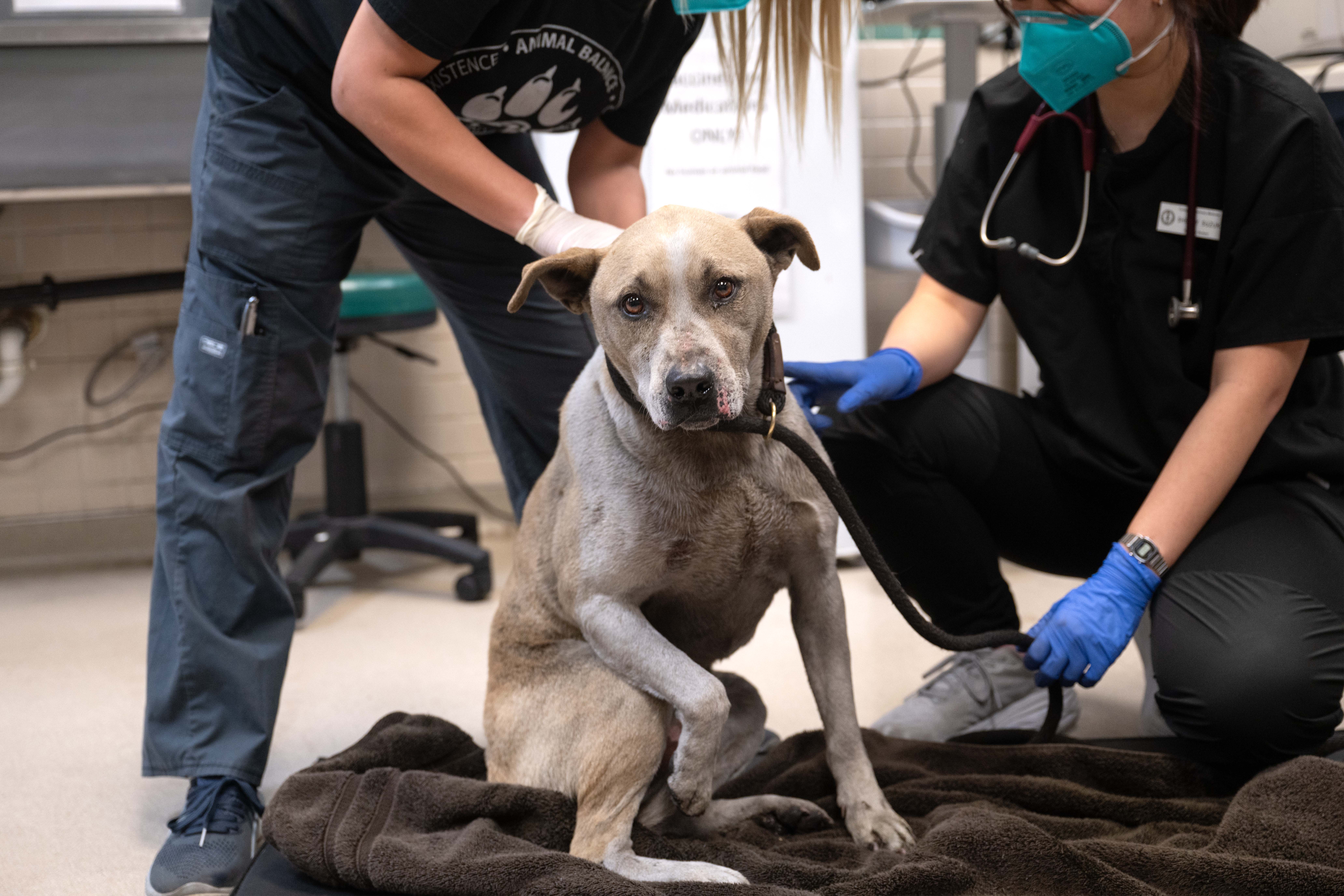 Pasadena Humane Society Donation - Wildfire Relief