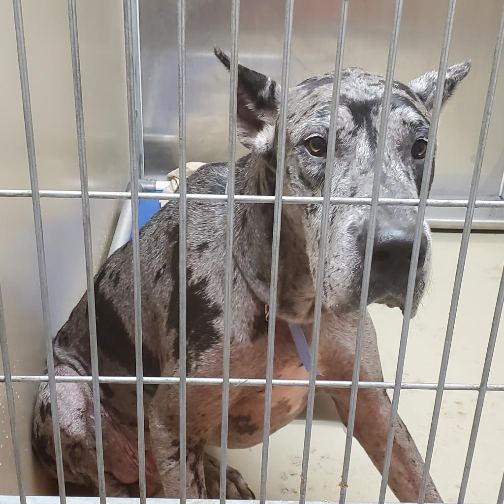 Shell Pa Dogs Donate to Lend a Paw