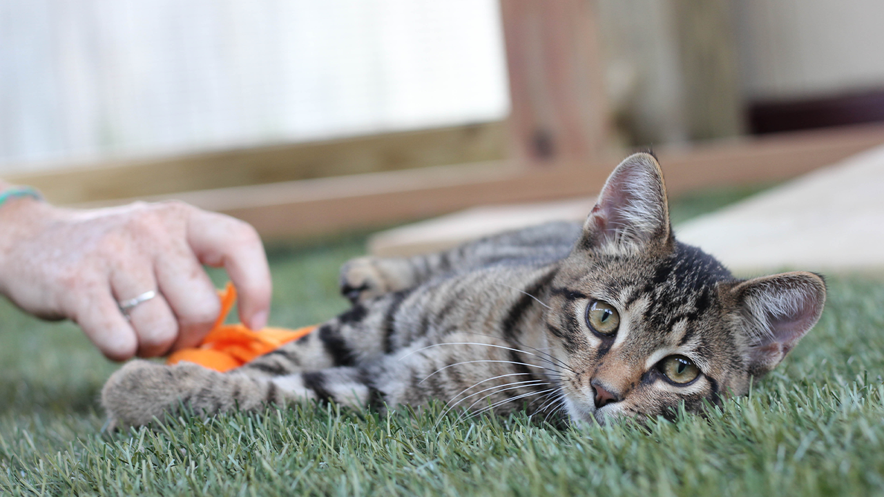 Donate to Homelife - Feed Shelter Animals with Rescue Bank - iHeartCats