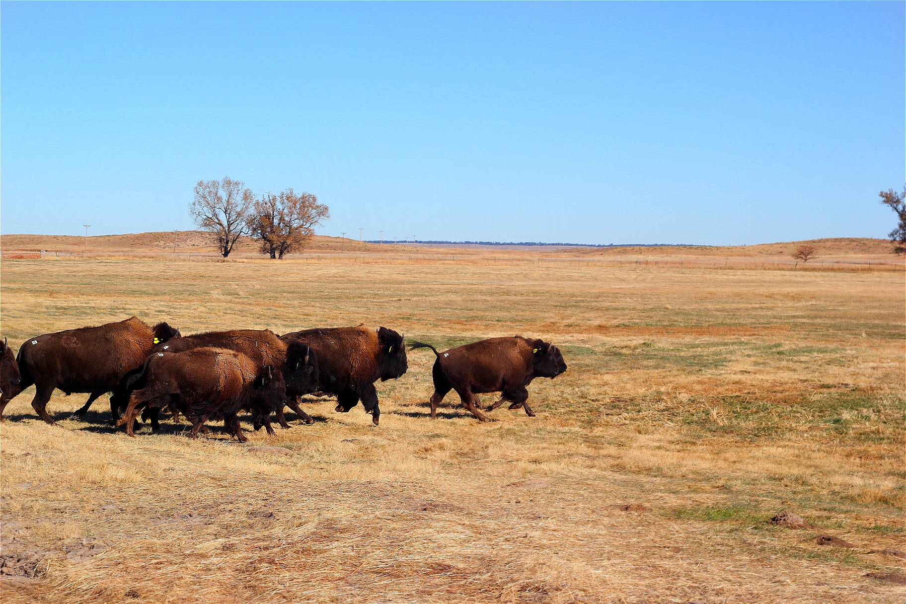 Wolakota Buffalo Range 