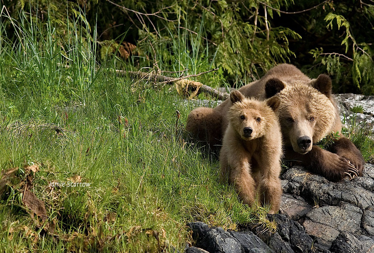 Save Grizzly Bear Habitat Today! Campaign
