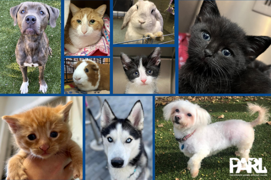 Donate to Providence Animal Rescue League