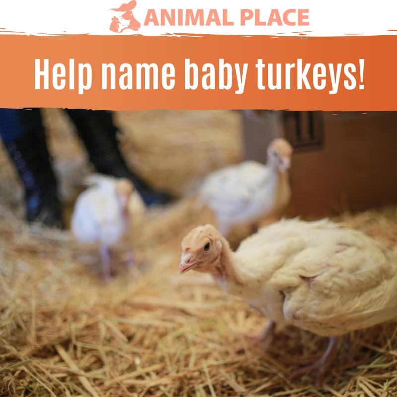 Donate to Name these Turkeys