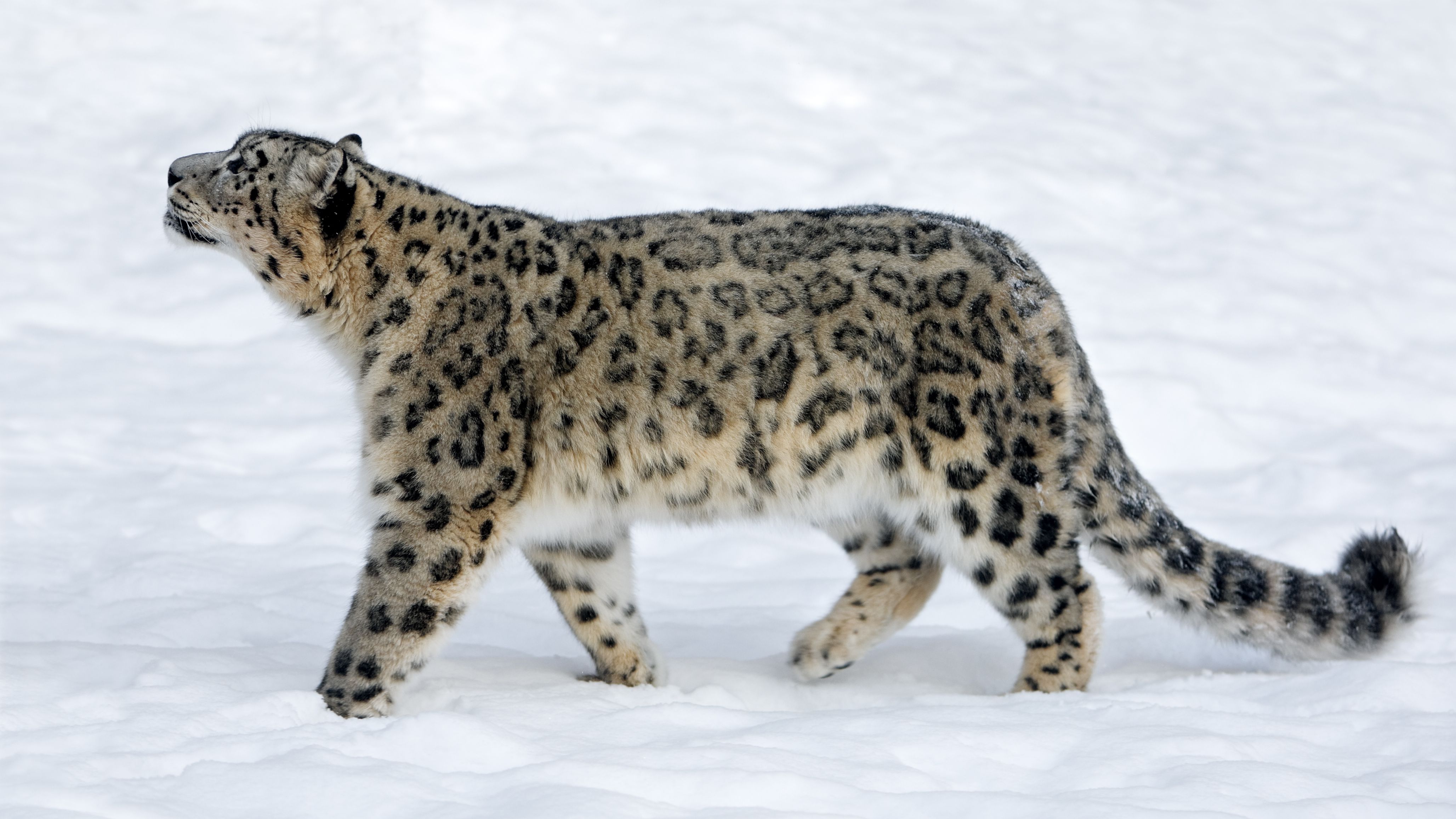 fundraising-for-snow-leopard-trust