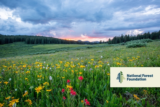 dedication message ecard 1