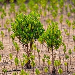 Jonah d'Alessio's fundraising page for Eden Reforestation Projects