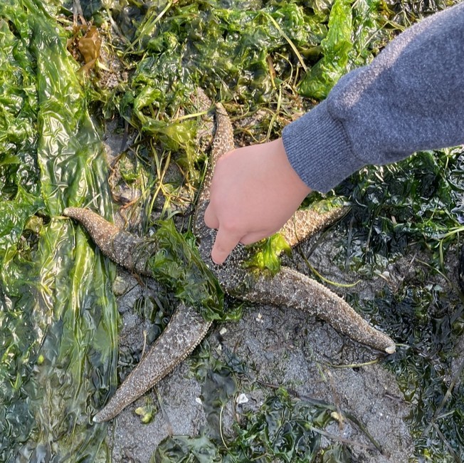 A child is pointing their index finger to a starfish surrounded by seaweed.