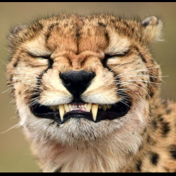 View Top Team - 'Cheeky Cheetahs' team page using image