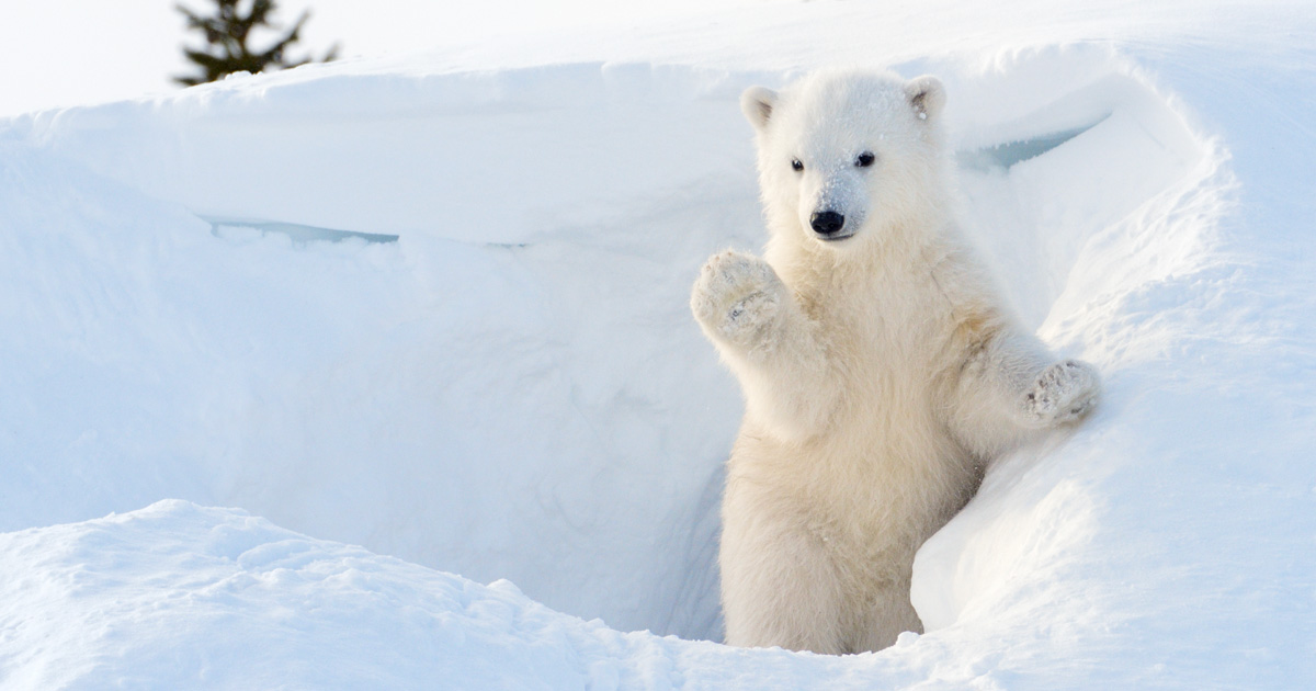donate-to-edf-to-symbolically-adopt-a-polar-bear