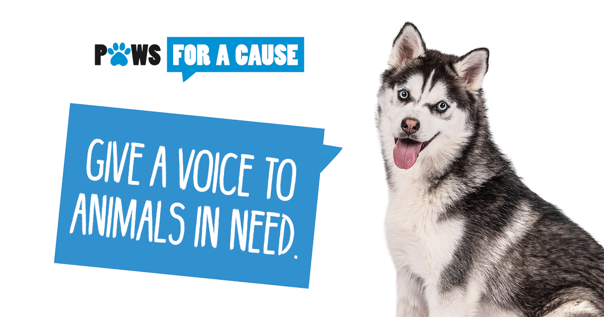 Paws for a Cause_Vet Clinic Campaign