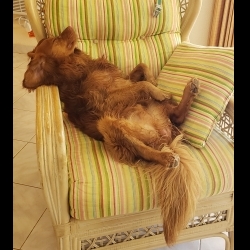 Chestnut the Sleepy Gentleman's Avatar