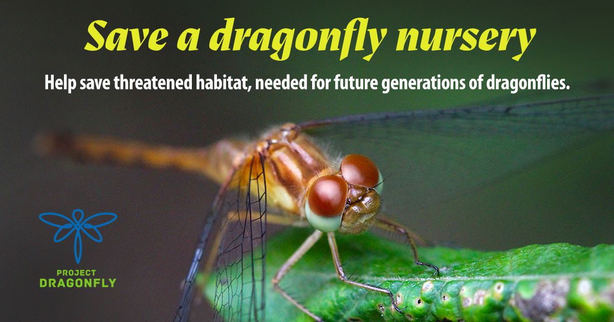 save a dragonfly nursery