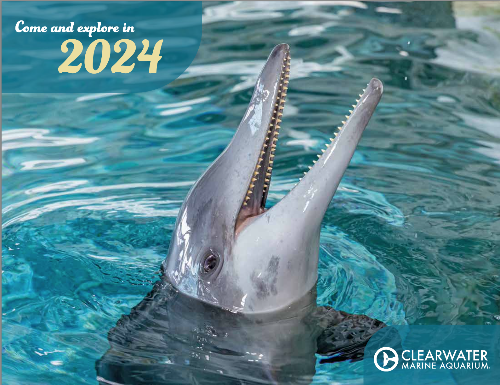 Donate to 2024 Clearwater Marine Aquarium Calendar