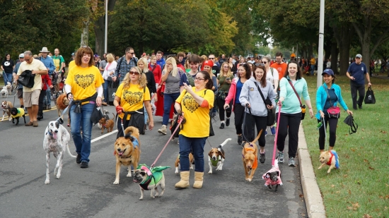 18th Annual PAWS Mutt Strut - Sponsors/Vendors - Campaign