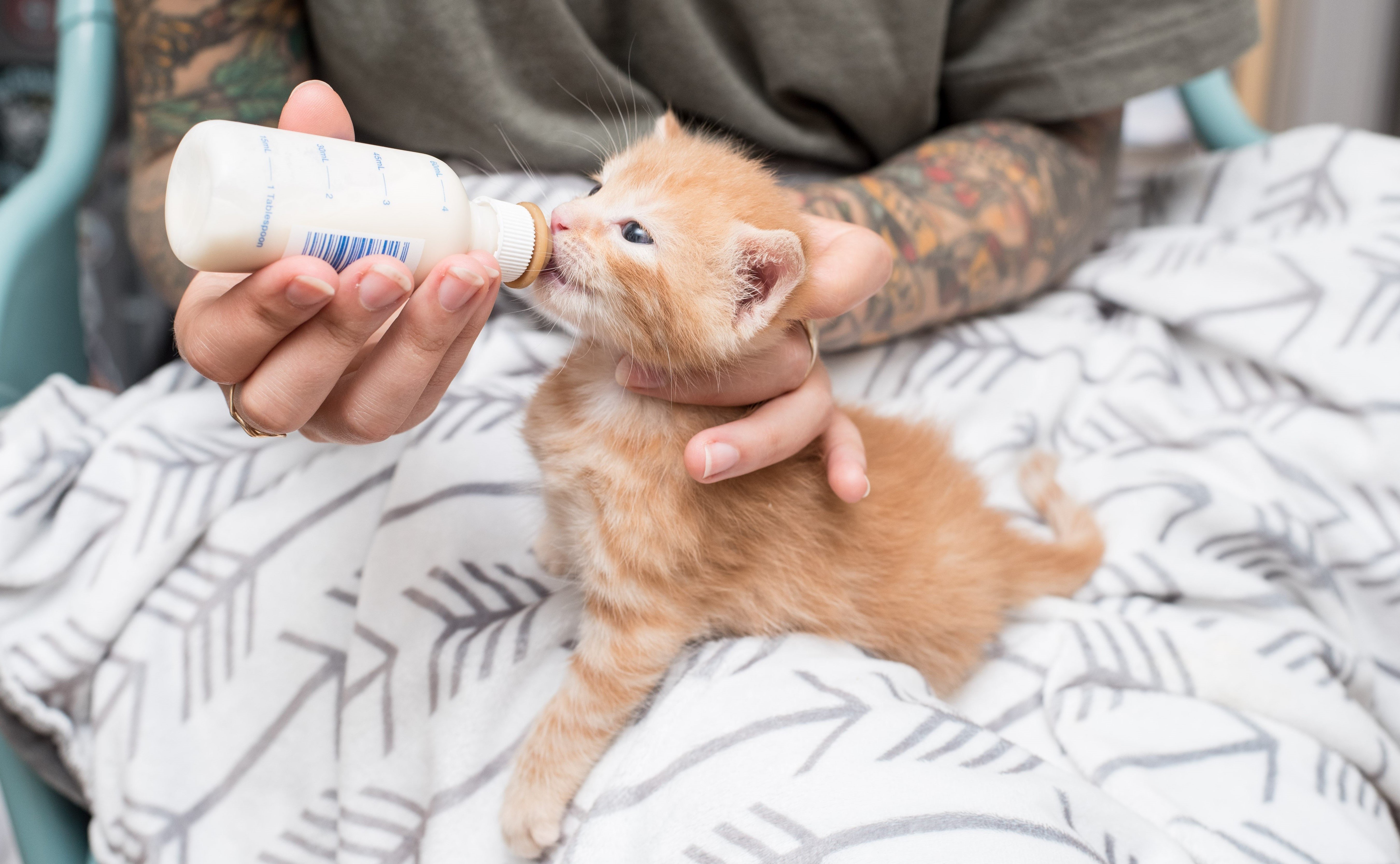 Donate to Orphan Kitten Club