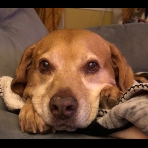 View Top Individual - 'Paws Walk #9 with Buster & Bill for NH SPCA 2023 Fundraising' fundraiser page using image