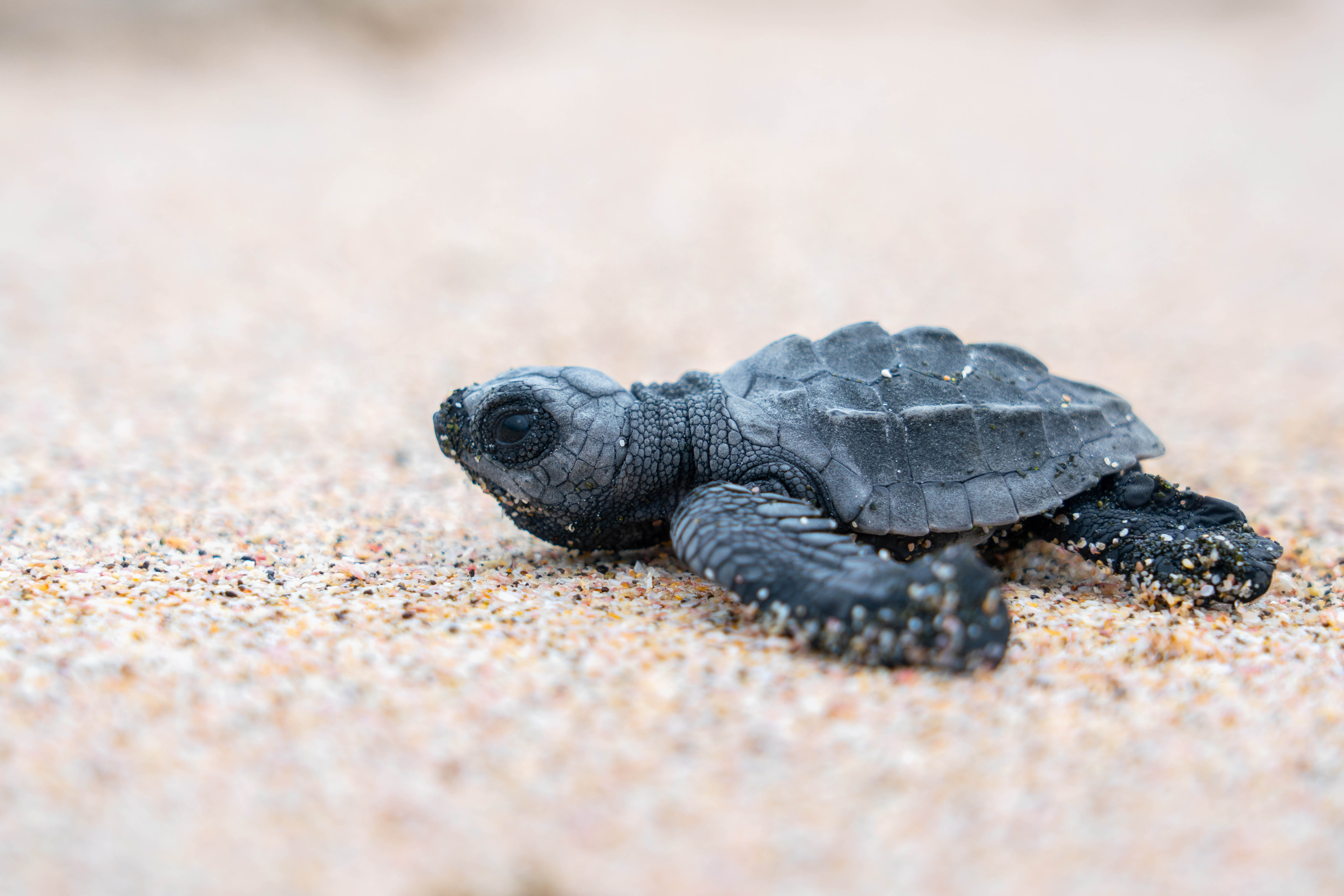 Tracking Turtles to Protect Panama's Pearl Islands - Campaign