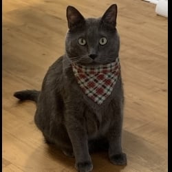 View Top Individual - 'Atticus' fundraiser page using image