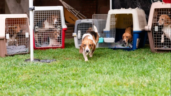 Sponsor a Rescue - Campaign