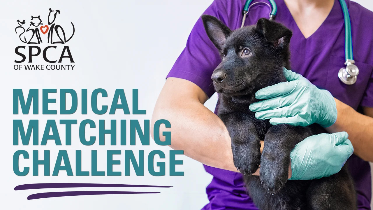 Donate to SPCA Wake Donation Campaign