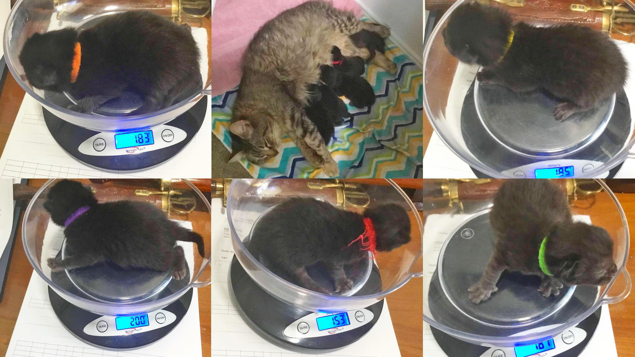 Animal charity sends weight warning after cat tips scales at 24lb – The  Irish News