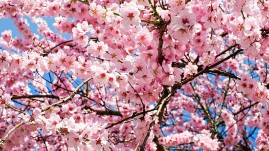 2025 Cherry Blossom 5K Campaign