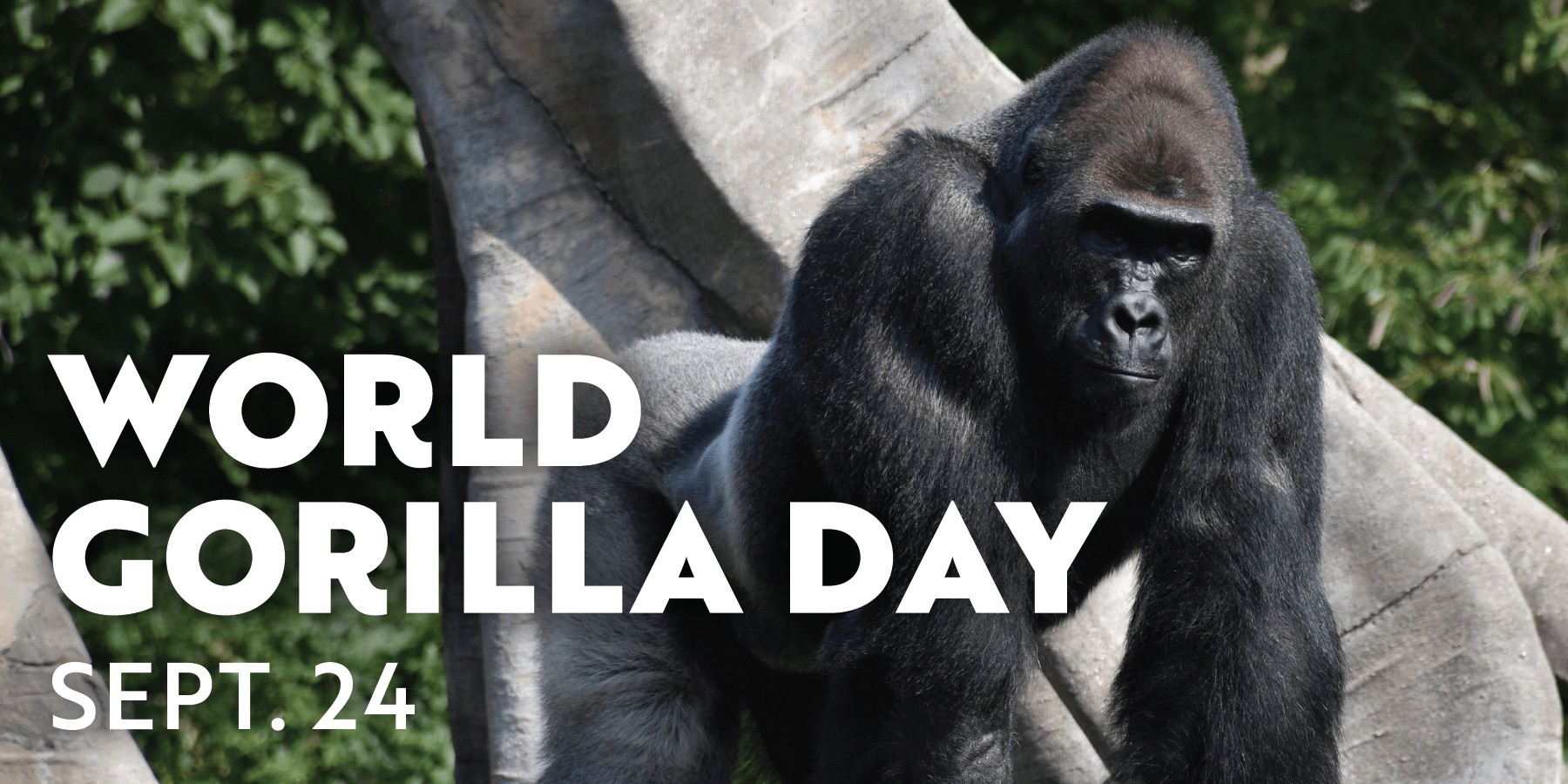 World Gorilla Day 2024 Theme - Margo Alexandrina