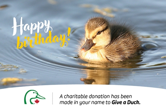 Ducks Unlimited Canada, Charity Profile, Donate Online