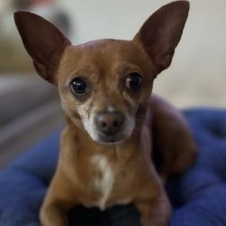 View Top Individual - 'Vote for Tofu!' fundraiser page using image