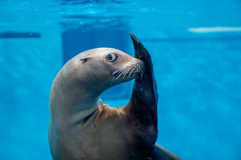 Donate to Other animal sponsorship