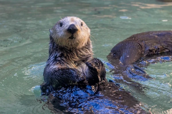 An adult sea otter floating in the water in its habitat at the Seattle Aquarium, lifting itself out of the water to look forward.