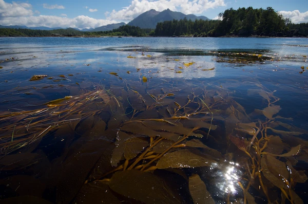 A Pacific Northwest marine ecosystem featuring kelp at the surface of calm ocean water with land masses in the near distance.