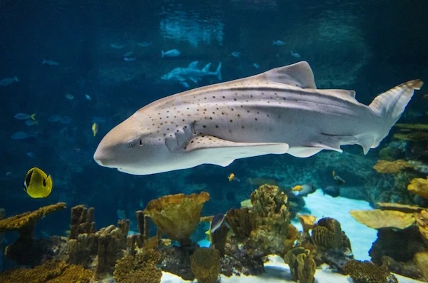 An Indo-Pacific leopard shark resting swimming inside a large tropical habitat among other tropical fish at the Seattle Aquarium's Ocean Pavilion.