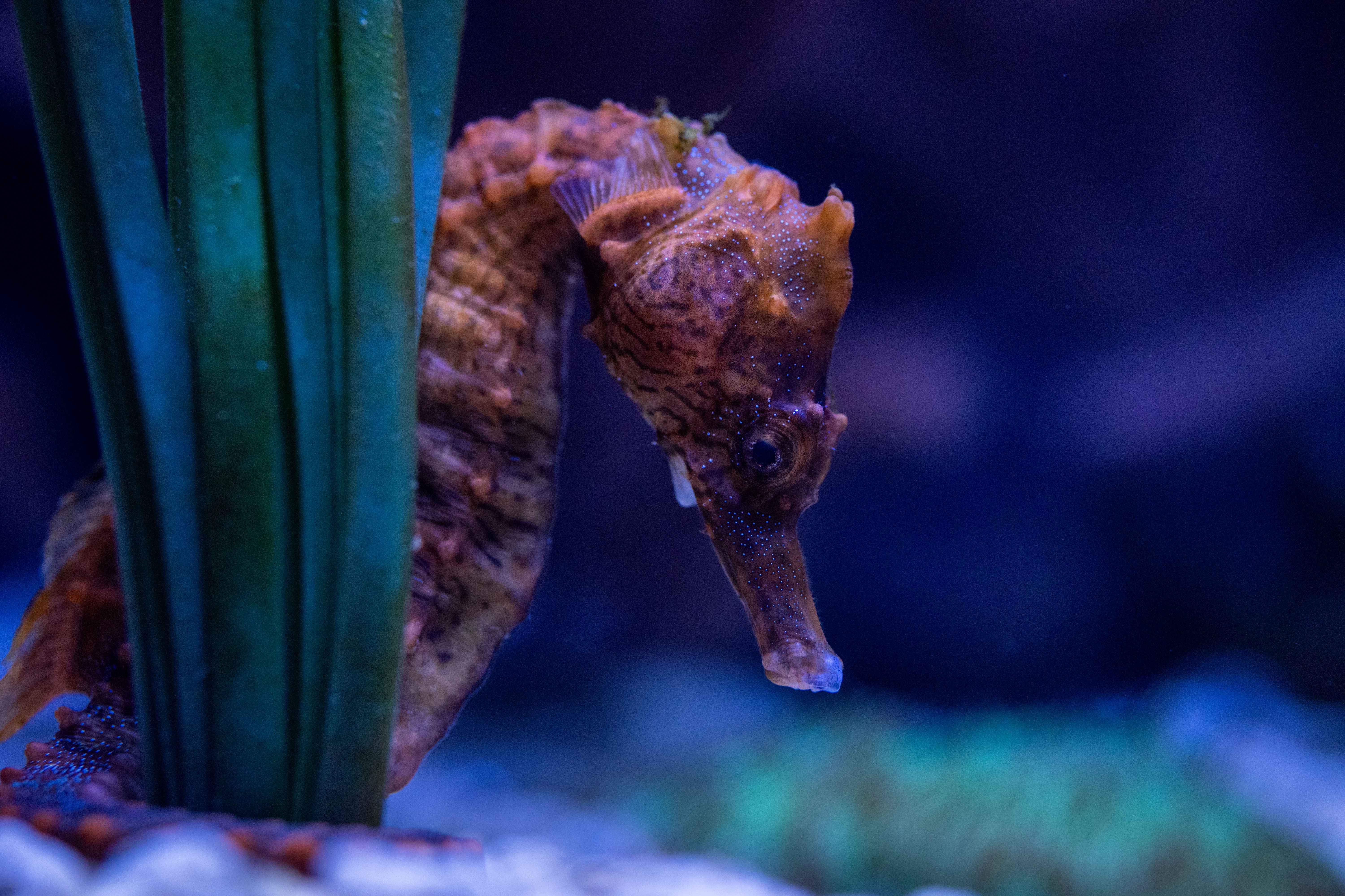 A seahorse moving behind a piece of undersea grass.