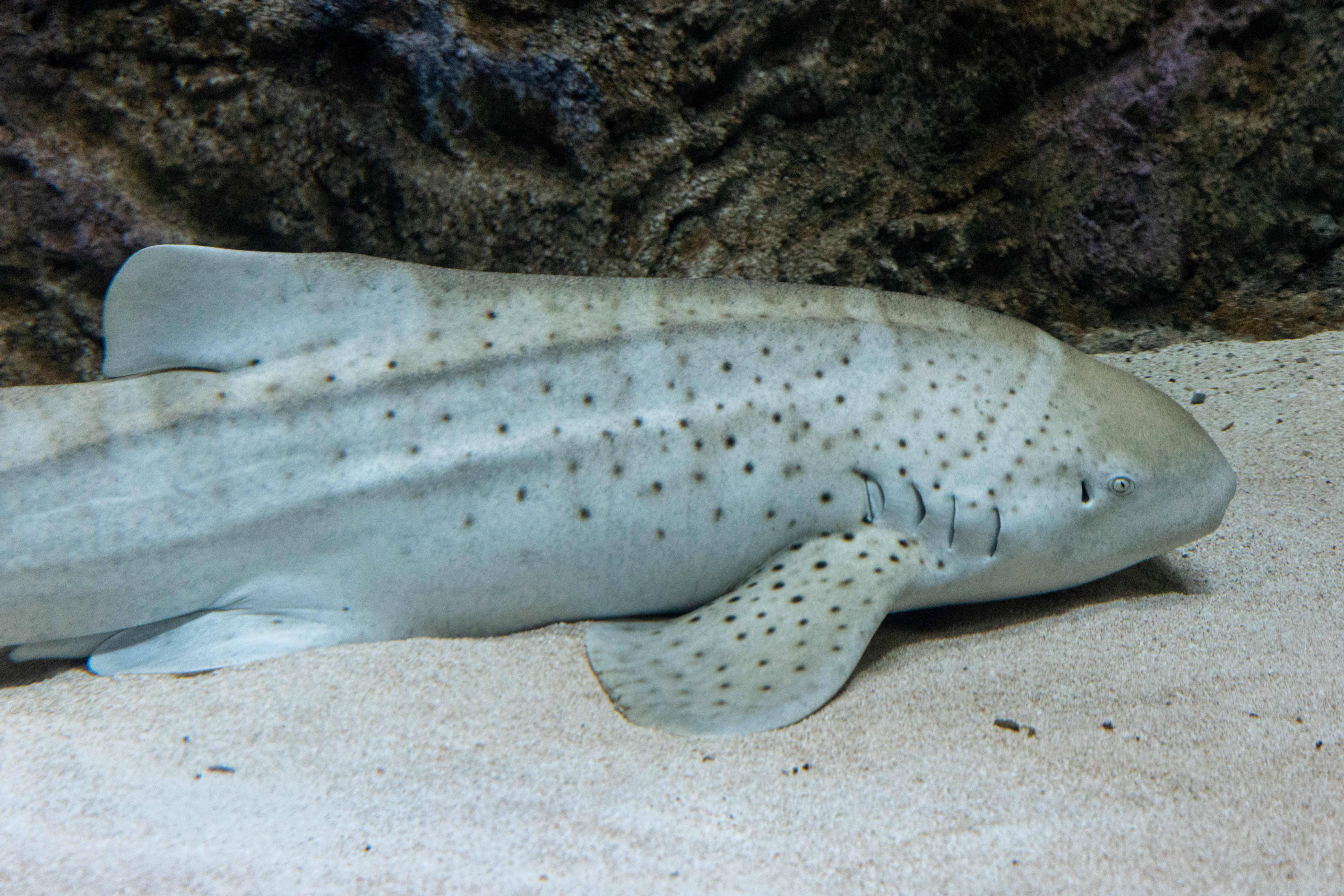 An Indo-Pacific leopard shark resting on the sandy bottom of its habitat at the Seattle Aquarium's Ocean Pavilion.