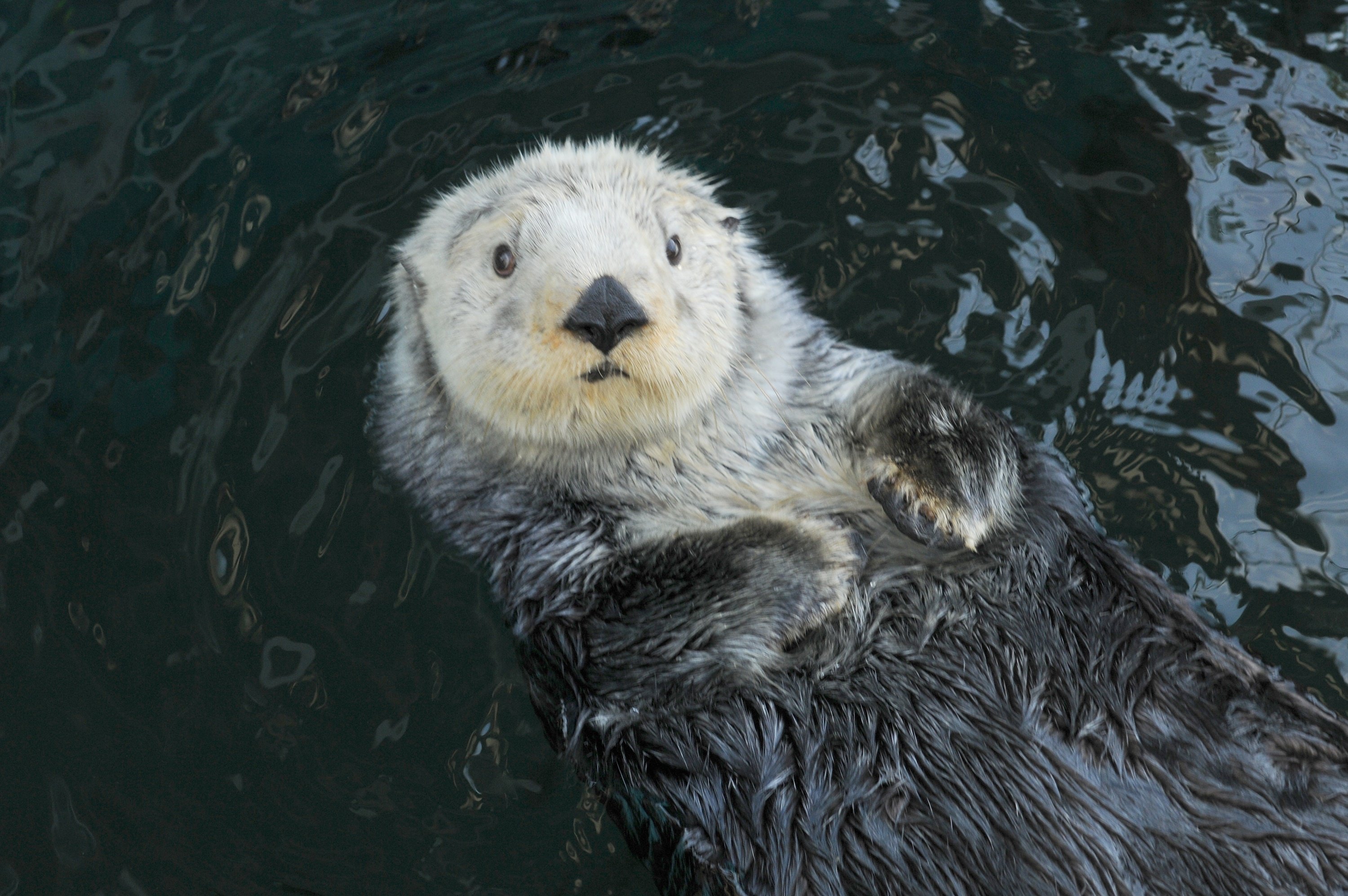 An adult sea otter floating in the water on its back, looking up.