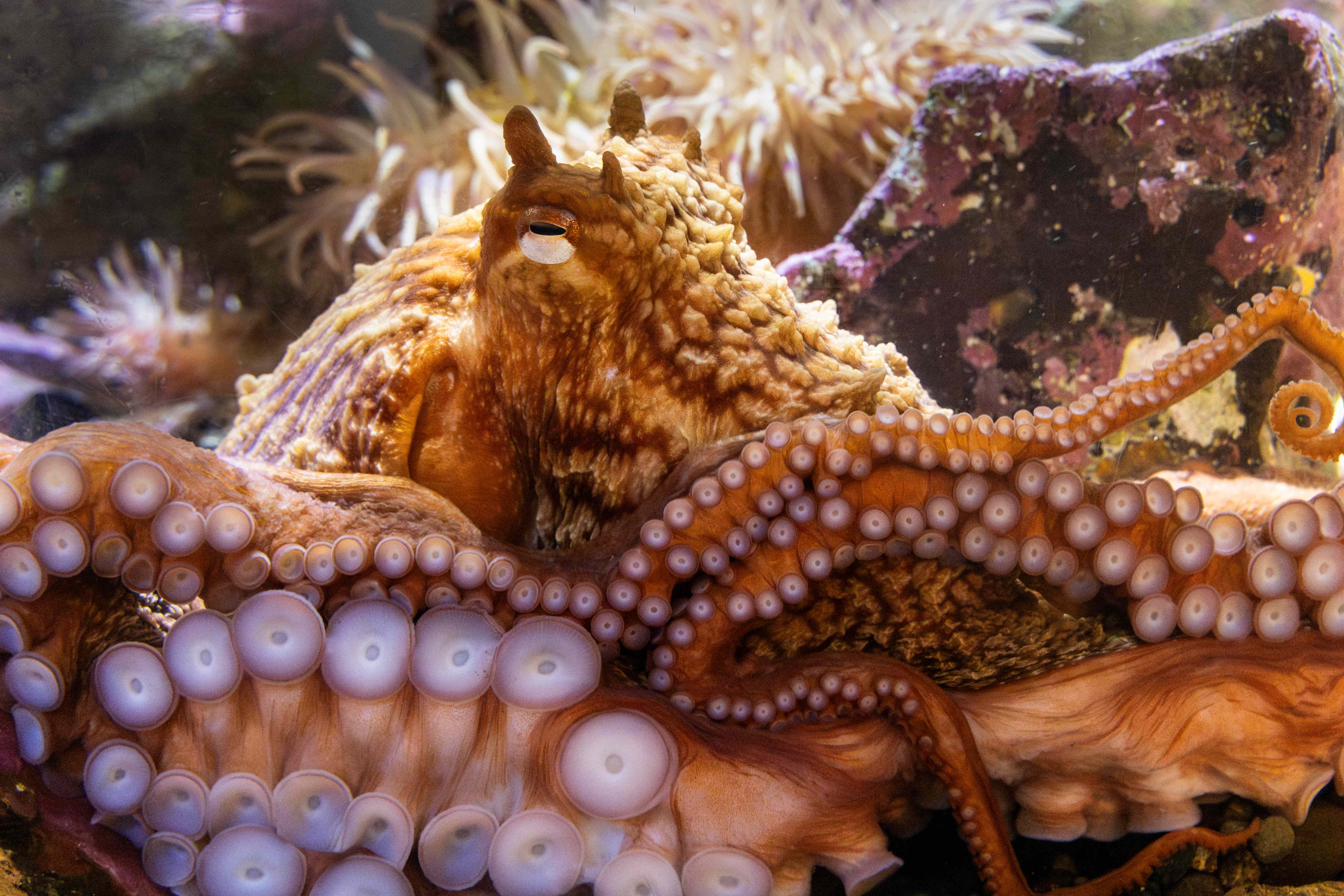 Giant Pacific octopus in its habitat at the Seattle Aquarium.