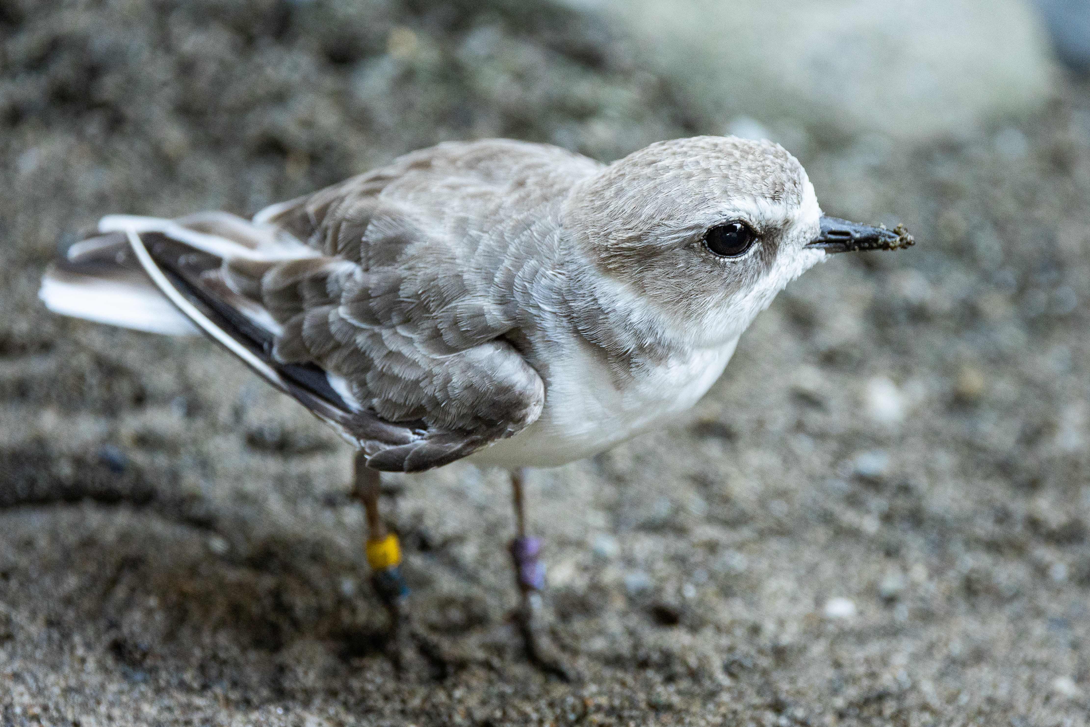 A Western snowy plover walking across a sandy beach habitat at the Seattle Aquarium.