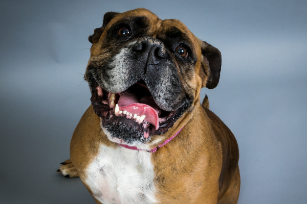 Smiling boxer