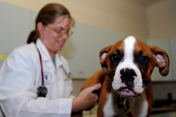 Vet examining dog