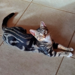 Striper (because I have all the stripes!)'s Avatar