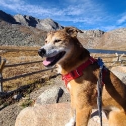 View Top Individual - 'Penny' fundraiser page using image