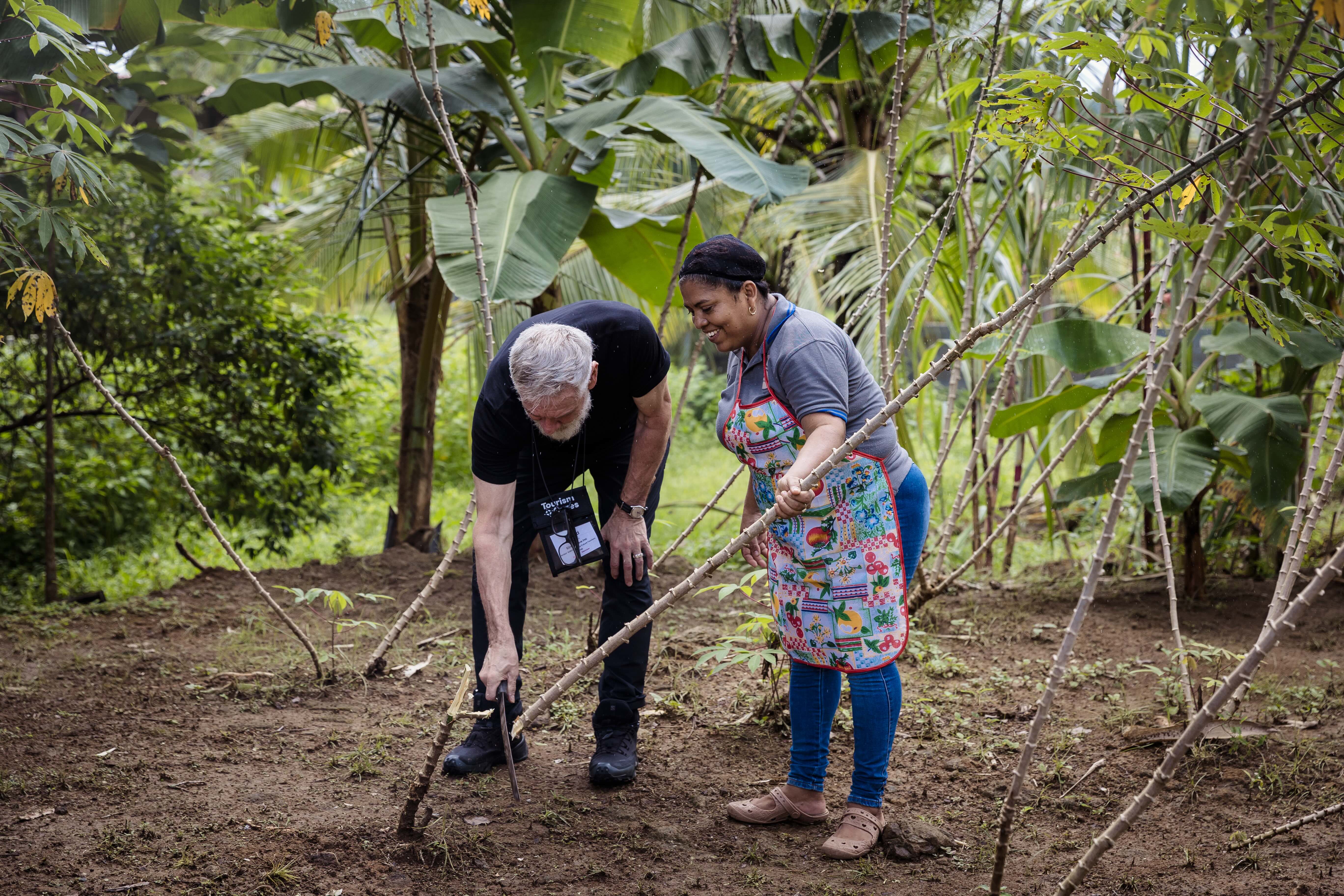 A man wearing a black shirt and pants is leaning over to harvest a yucca plant with a native woman from Panama.