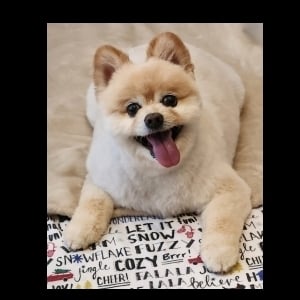 View Top Individual - 'Brisket' fundraiser page using image