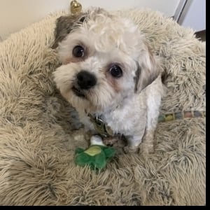 View Top Individual - 'Winston' fundraiser page using image