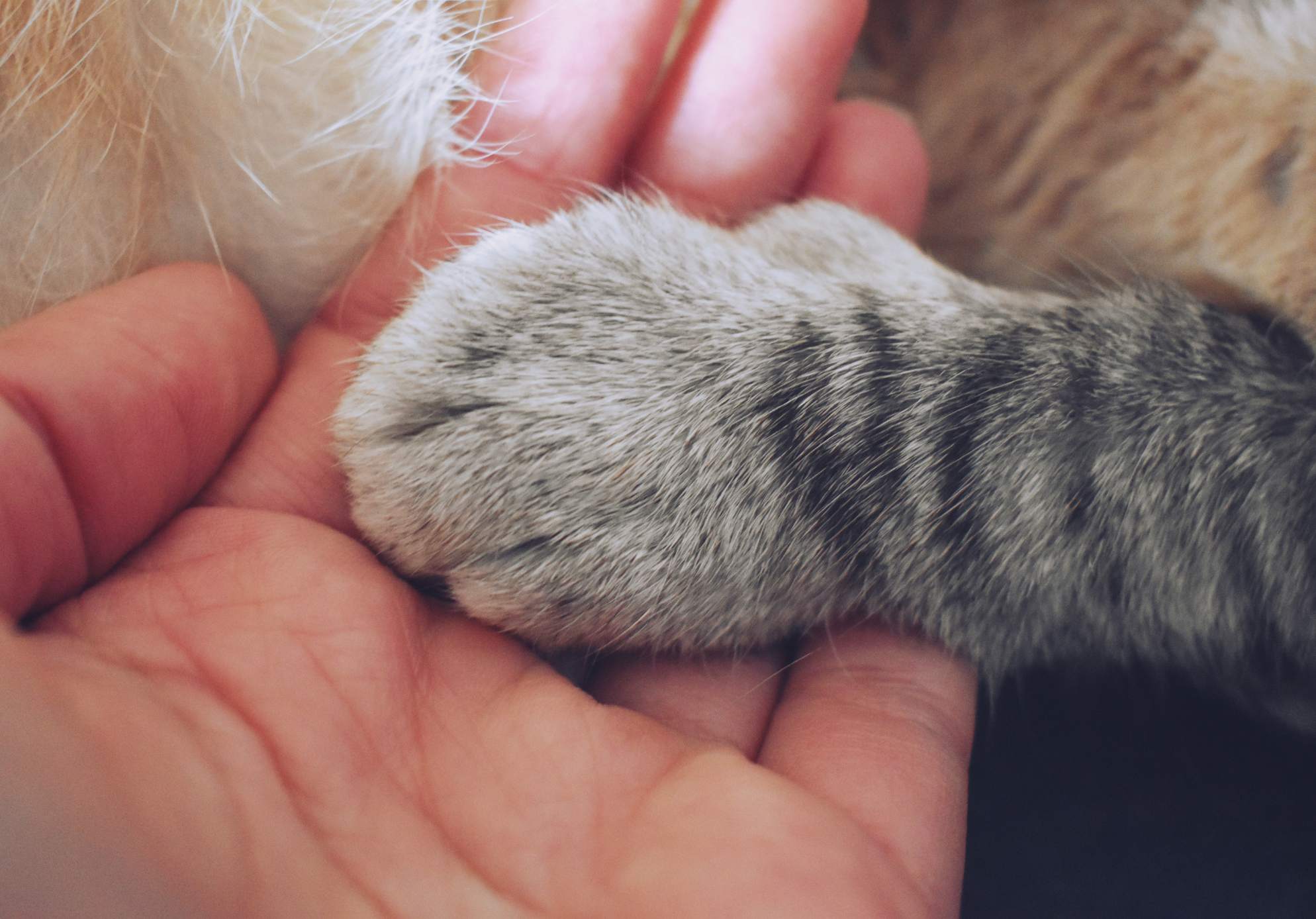 Paw and hand